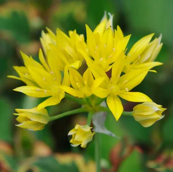 Sazenice Česnek Moly - Allium - cibule okrasného česneku - 3 ks