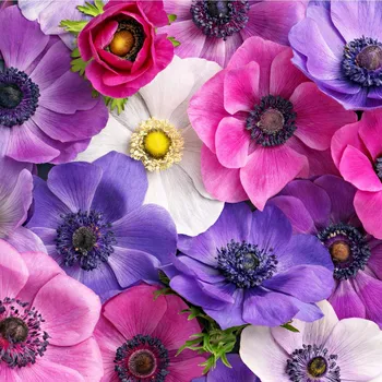 Semeno Směs sasanek - Anemone mix - hlízy sasanky - 15 ks