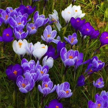 Semeno Směs krokusů - Crocus mix - hlízy krokusu - 15 ks