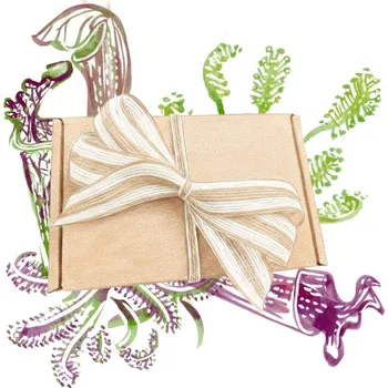 Dárkový potravinový koš Dárkový balíček masožravek - sada semínek