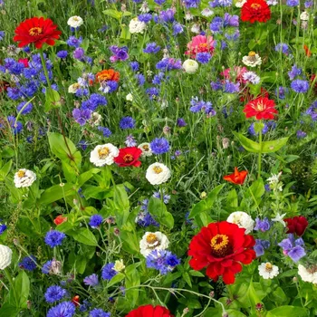 Semeno Trikolóra - semena Černý Biopro - letničková směs - 20 g