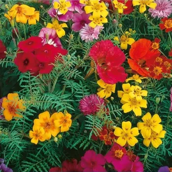 Semeno Směs barevných květů - výsevný pásek - 5 m