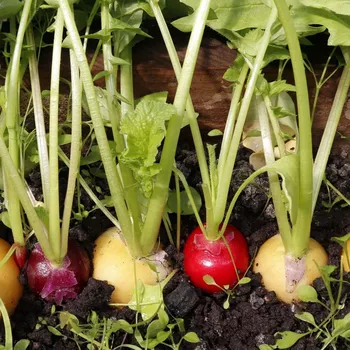 Semeno Směs ředkviček Velikonoční vejce - výsevný pásek - 1&nbsp;ks