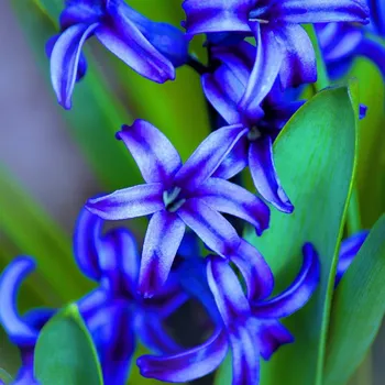 Sazenice Hyacint Delft Blue - Hyacinthus orientalis - cibule hyacintu - 1 ks
