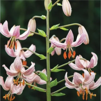 Sazenice Lilie Martagon Pink Morning - Lilium martagon - cibule lilie - 1 ks