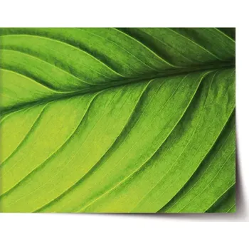 Plakát Sablio Plakát List - 120x80 cm