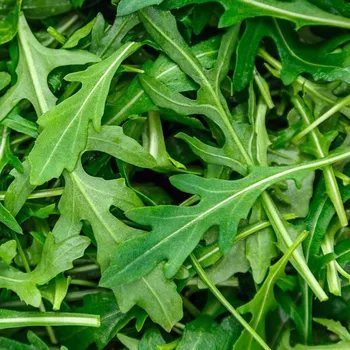 Semeno Rukola trio Wildfire, Astra a Ruca - výsevný pásek - 1&nbsp;ks