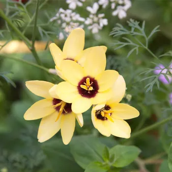 Sazenice Duhovice Yellow Emperor - Ixias - hlízy duhovice - 3 ks