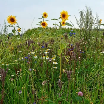 Semeno Kiepenkerl medonosná směs 1,5 kg