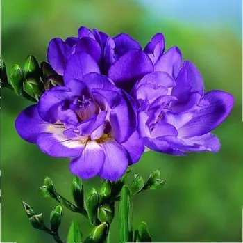 Semeno Frézie plnokvětá modrá - Freesia - hlízy frézie - 3 ks