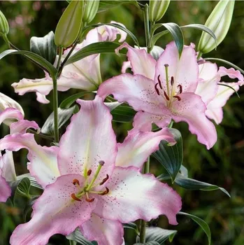 Sazenice Lilie Brasilia - Lilium - cibule lilie - 1 ks