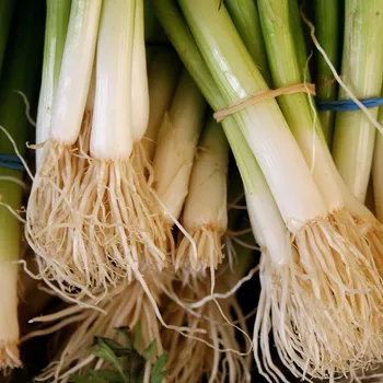 Semeno Cibule zimní svazková Freddy - Allium fistulosum - semena cibule - 250 ks