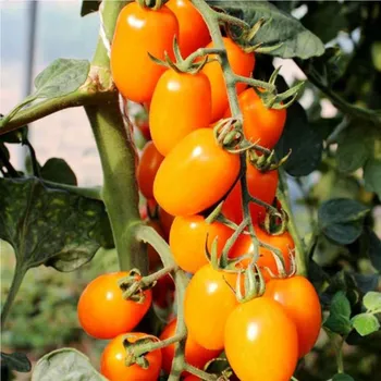Semeno Rajče tyčkové Dattorange F1 - Solanum lycopersicum - semena rajčete - 6&nbsp;ks