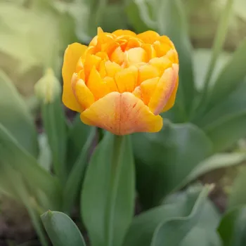 Semeno Tulipán Sunlover - Tulipa - cibule tulipánu - 3&nbsp;ks