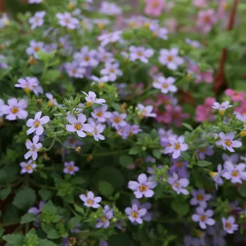 Semeno Bakopa Blutopia - Bacopa sutera cordata - semena bakopy - 7 ks