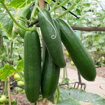 Semeno BIO Okurka salátová Sonja - Cucumis sativus - bio semena okurky - 5 ks