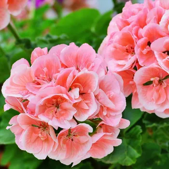 Semeno Muškát páskatý Nekita Salmon F1 - Pelargonium zonale - semena muškátu - 4 ks