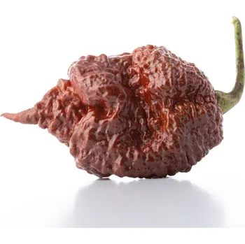 Semeno Chilli Carolina Reaper Chocolate - Capsicum chinense - semena chilli - 5 ks