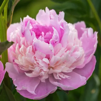 Sazenice Pivoňka Sorbet - Paeonia - hlízy pivoňky - 1 ks
