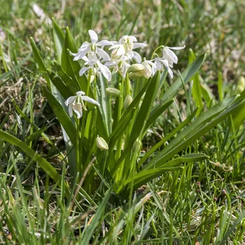 Semeno Ladoňka sibiřská bílá - Scilla siberica alba - cibule ladoňky - 3 ks