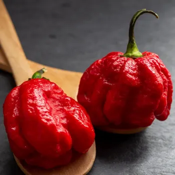 Semeno Chilli Trinidad Scorpion Butch - Capsicum chinense - semena chilli - 5 ks