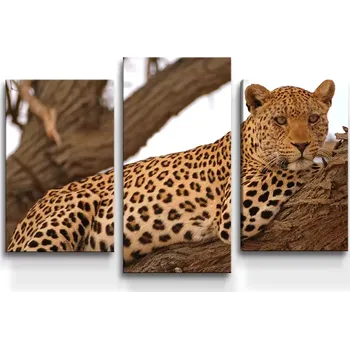 Obraz Sablio Obraz - 3-dílný Levhart 2 - 75x50 cm