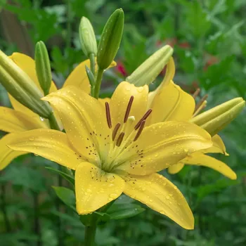 Sazenice Lilie Yellow Planet - Lilium lancifolium - cibule lilie - 1 ks