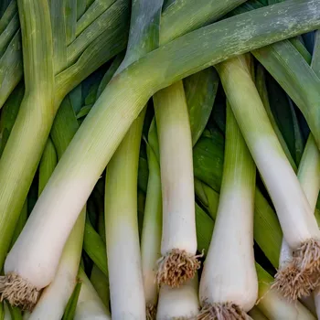 Semeno Pór letní Bystrín F1 - Allium porrum - semena póru - 70 ks