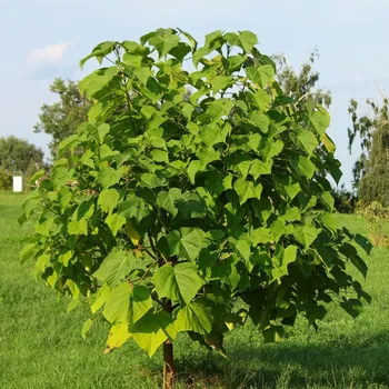 Semeno Paulovnie Shan Tong – Paulownia Shantong hybrid – semena paulovnie - 15 ks