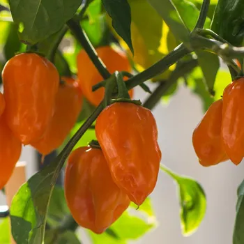 Semeno Paprika Habanada - Capsicum Chinense - semena papriky - 10&nbsp;ks