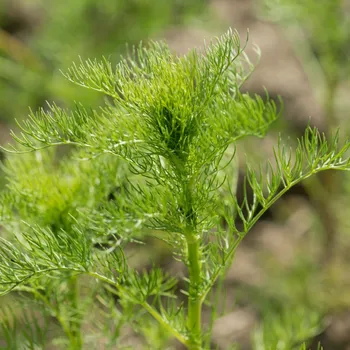 Semeno Semena kopru Ella - výsevný disk - 5&nbsp;ks