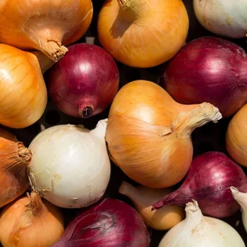 Semeno Cibule trio Hylander, Romy a Honeymoon - výsevný pásek - 1&nbsp;ks