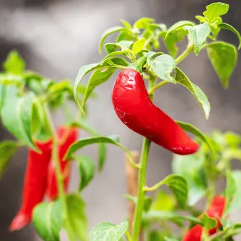 Semeno Chilli Serrano Tampiqueno - Capsicum annuum - semena chilli - 7 ks
