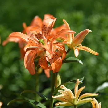 Sazenice Lilie Must See - Lilium - cibule lilie - 1 ks