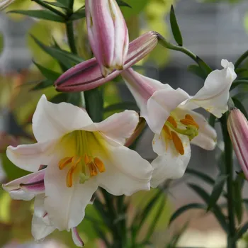 Cibulovina Lilie královská - Lilium regale - cibule lilie - 1&nbsp;ks