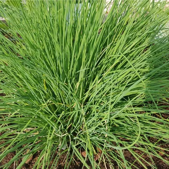 Semeno Pažitka Grande - Allium schoenoprasum L. - semena pažitky - 300 ks