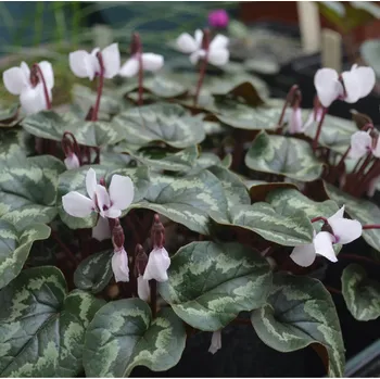 Cibulovina Brambořík bílý - Cyclamen coum album - hlízy bramboříku - 1 ks