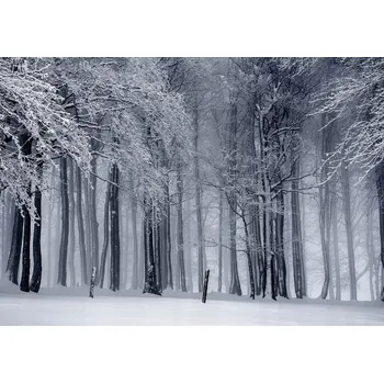 Fototapeta Fototapeta LES ZIMA ZIMNÍ LES SNÍH 3D 254x184