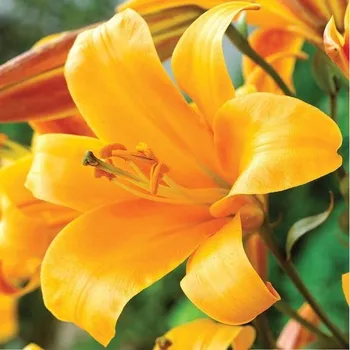 Sazenice Lilie Orange Planet - Lilium - cibule lilie - 1 ks