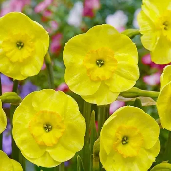 Semeno Narcis Sun Disc - Narcissus jonquilla - cibule narcisu - 3&nbsp;ks