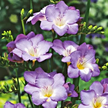 Semeno Frézie modrá - Freesia - hlízy frézie - 3 ks