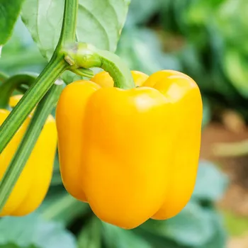 Semeno Paprika Beluga Yellow F1 - Capsicum annuum - semena papriky - 5 ks
