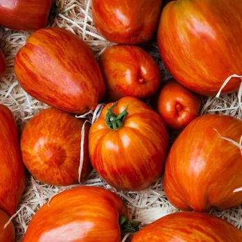 Semeno Rajče Tigerella - Solanum lycopersicum - semena rajčete - 6 ks