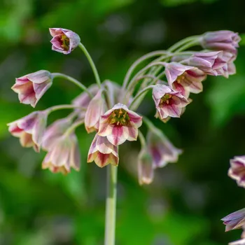 Sazenice Česnek sicilský - Allium siculum - cibule okrasného česneku - 5&nbsp;ks