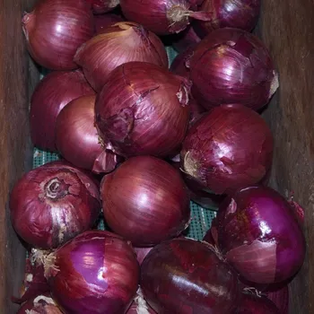 Semeno Cibule Magnate F1 - Allium cepa - semena cibule - 150 ks