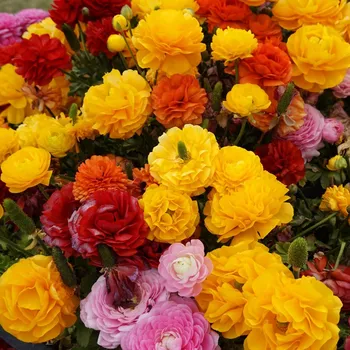 Semeno Směs pryskyřníků - Ranunculus asiaticus mix - hlízy pryskyřníku - 15&nbsp;ks - ukončený