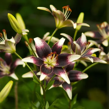 Semeno Lilie Nettys Pride - Lilium - cibule lilie - 1&nbsp;ks