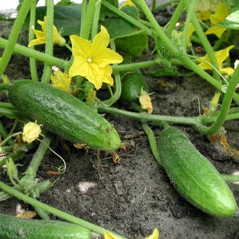 Semeno BIO Okurka nakládačka Hokus - Cucumis sativus - bio semena okurky - 10 ks