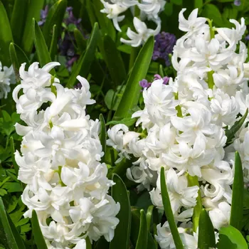 Sazenice Hyacint plnokvětý Madame Sophie - Hyacinthus - cibule hyacintu - 1 ks