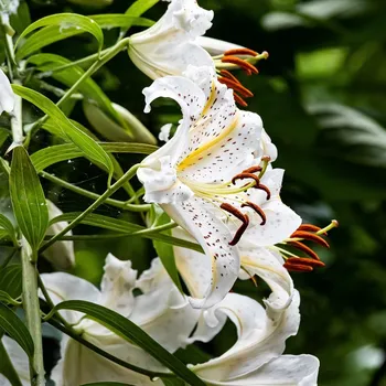 Semeno Lilie White Tiger - Lilium - cibule lilie - 1 ks